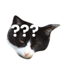 猫たちのほんわかスタンプ（個別スタンプ：3）
