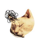 猫たちのほんわかスタンプ（個別スタンプ：5）