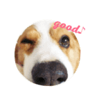 茶々丸きゅん（個別スタンプ：3）