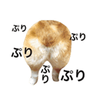 茶々丸きゅん（個別スタンプ：4）
