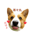 茶々丸きゅん（個別スタンプ：8）