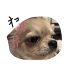 さかい ピピ（個別スタンプ：3）