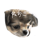 さかい ピピ（個別スタンプ：6）