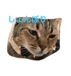 キジ猫ぷりん（個別スタンプ：2）