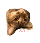 キジ猫ぷりん（個別スタンプ：3）