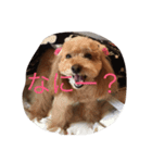 くろとまろんとくぅ（個別スタンプ：4）