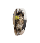 くろとまろんとくぅ（個別スタンプ：5）