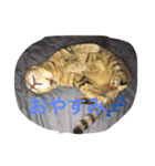 くろとまろんとくぅ（個別スタンプ：6）
