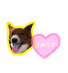 ぐっさんちのももちゃんスタンプ（個別スタンプ：2）