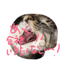 ちゃみ家のにゃんこ（個別スタンプ：5）