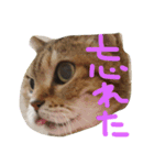 kotaro5（個別スタンプ：9）
