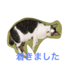 kotaro5（個別スタンプ：12）