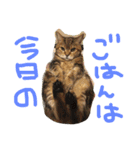 kotaro5（個別スタンプ：21）