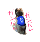 我が家のワンワン2（個別スタンプ：2）