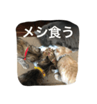 OGURANEKO's（個別スタンプ：19）
