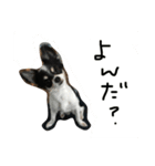 チワワ チップのつぶやき 増量版（個別スタンプ：8）