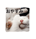 上から目線のニャンズwithワンコのスタンプ（個別スタンプ：16）