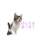 猫大好き（個別スタンプ：1）