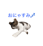 猫大好き（個別スタンプ：2）