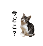 猫大好き（個別スタンプ：3）