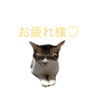 猫大好き（個別スタンプ：4）