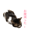 猫大好き（個別スタンプ：5）