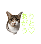 猫大好き（個別スタンプ：6）