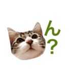 猫大好き（個別スタンプ：7）