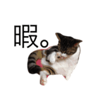 猫大好き（個別スタンプ：8）