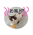 ボンジュール猫（個別スタンプ：15）