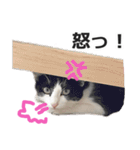 ボンジュール猫（個別スタンプ：17）