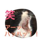 ハチワレ猫のルアナ〜日常編〜（個別スタンプ：5）