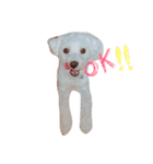 愛犬ちゃん達♡（個別スタンプ：2）