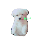 愛犬ちゃん達♡（個別スタンプ：5）