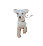 愛犬ちゃん達♡（個別スタンプ：7）