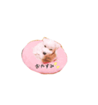 愛犬ちゃん達♡（個別スタンプ：9）