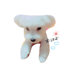 愛犬ちゃん達♡（個別スタンプ：11）