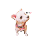 愛犬ちゃん達♡（個別スタンプ：12）