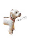 愛犬ちゃん達♡（個別スタンプ：16）