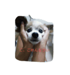 roro daily（個別スタンプ：5）