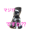 ミニチュアシュナウザー兄弟（個別スタンプ：5）