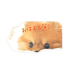 ポピーさん（個別スタンプ：2）