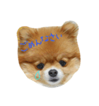 ポピーさん（個別スタンプ：6）