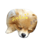 ポピーさん（個別スタンプ：7）