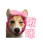 ウェルシュコーギーLUPO（個別スタンプ：1）