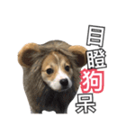 ウェルシュコーギーLUPO（個別スタンプ：2）