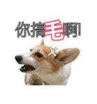 ウェルシュコーギーLUPO（個別スタンプ：3）