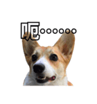 ウェルシュコーギーLUPO（個別スタンプ：4）