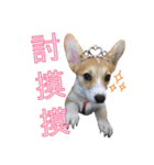 ウェルシュコーギーLUPO（個別スタンプ：5）