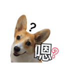 ウェルシュコーギーLUPO（個別スタンプ：6）